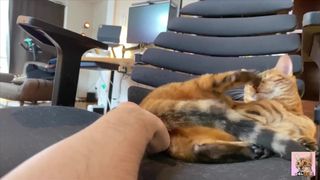 topgun meowverick: hot kitty flying around trailer